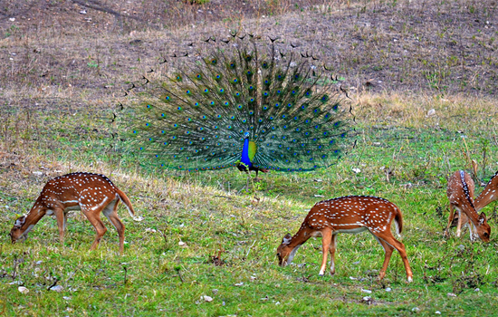 Pench National Park in Madhya Pradesh, jungle book inspiration and tiger reserve